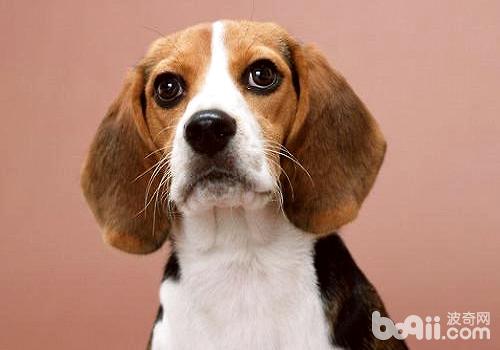 than What do Beagle dogs eat