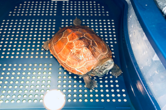 What to do if the little black turtle