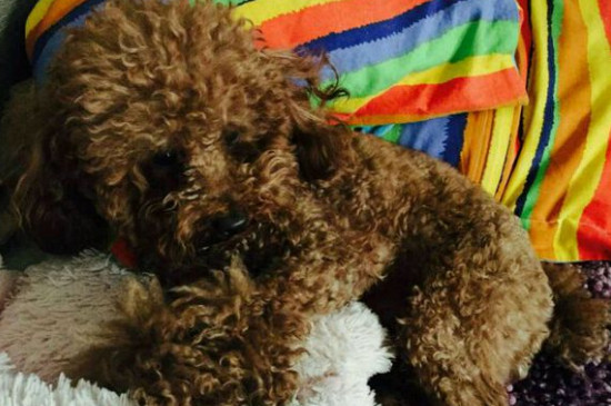 What kind of dog food should Teddy dogs eat