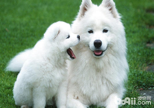 Dogs often What problems should be paid attention to when grinding the dog
