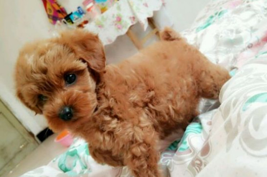 What to do if Teddy has too little fur