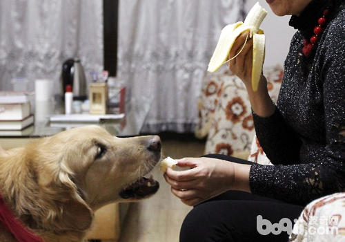 What should we pay attention to when dealing with guide dogs