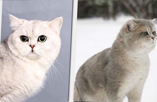 The top ten most popular pet cats