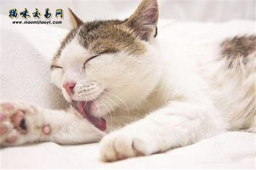 What is cat nutrition cream? Is it useful for cats to eat nutrition cream?