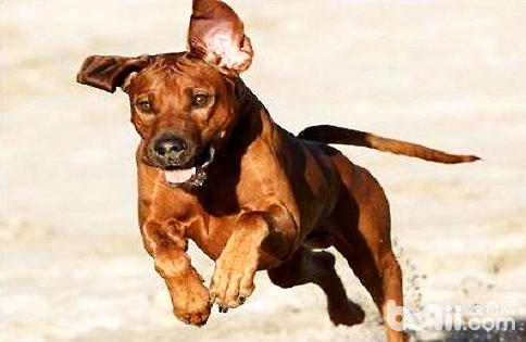 How is the Rhodesian Ridgeback