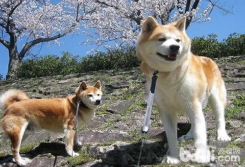 Akita Dog Character