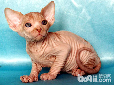 What are the rare hairless cats