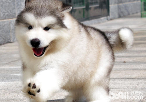 What is Canine Leadership Syndrome